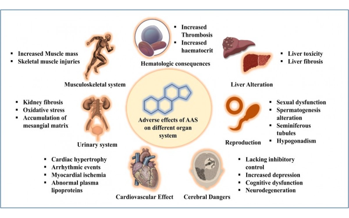 Exploring Hormonal Support and Performance: Ment Steroid and Hilma BioCare